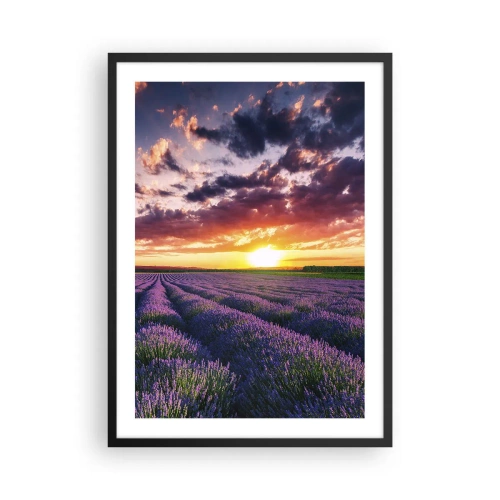 Affisch i svart ram - Lavendelfält vid solnedgången - 50x70cm - Lavandelvärld - Modern väggdekoration för vardagsrum och sovrum ARTTOR