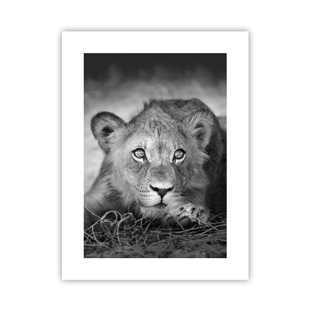 Affisch - Kunglig valp - 30x40 cm