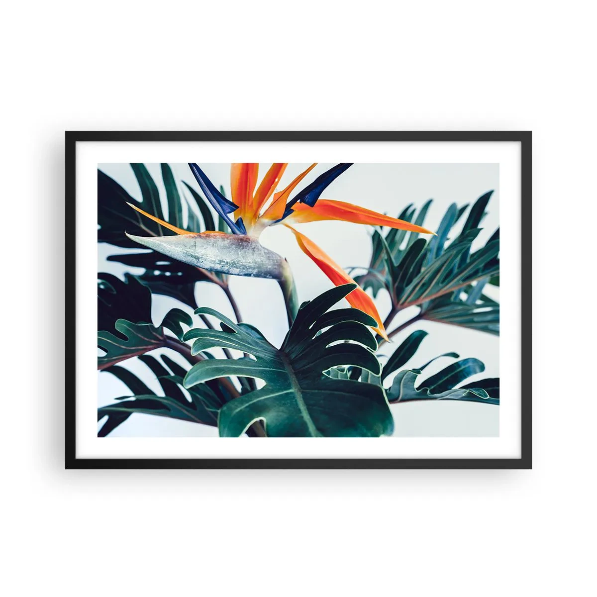 Affisch i svart ram - Fågelbuske - 70x50 cm