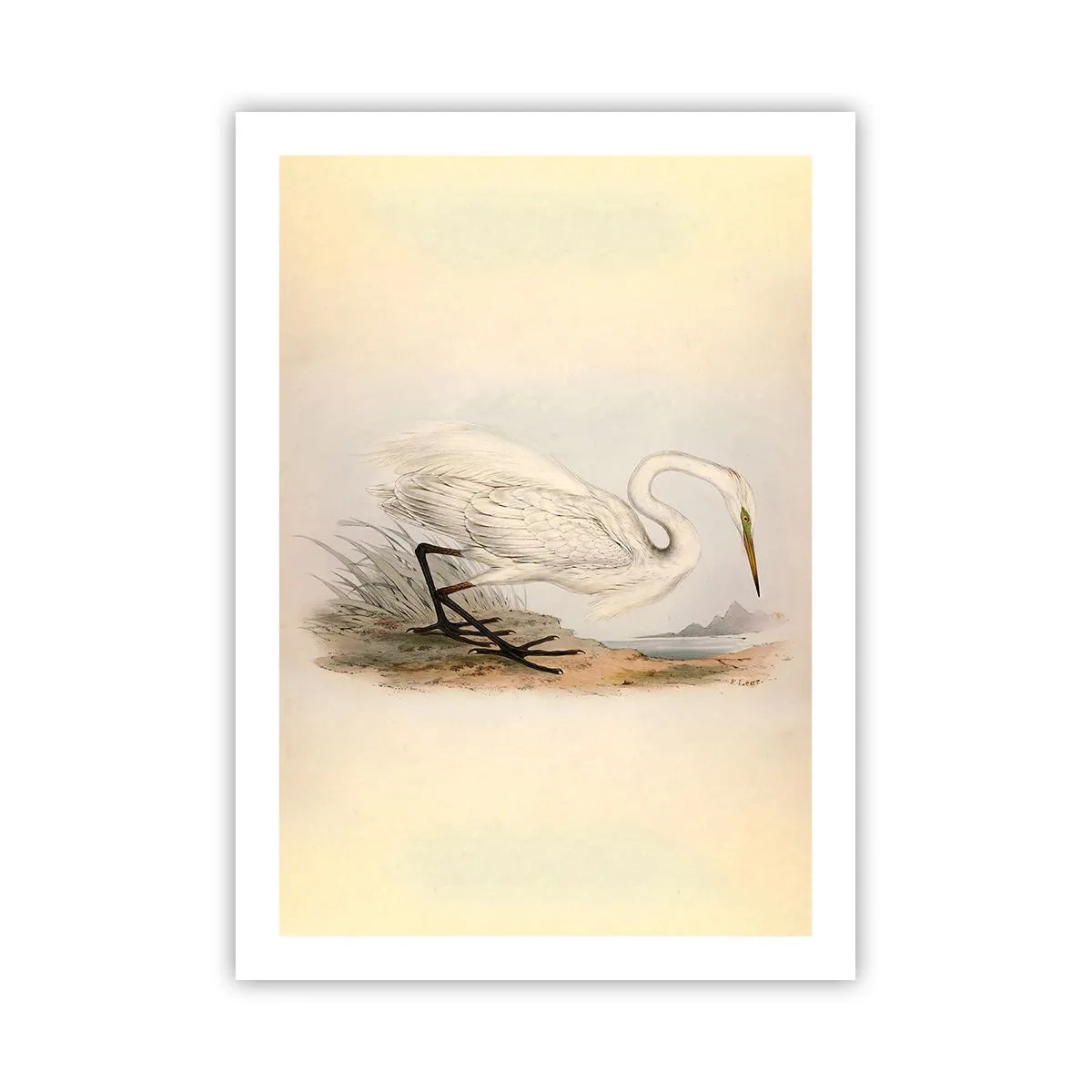 Affisch - En dam i vassen - 50x70 cm