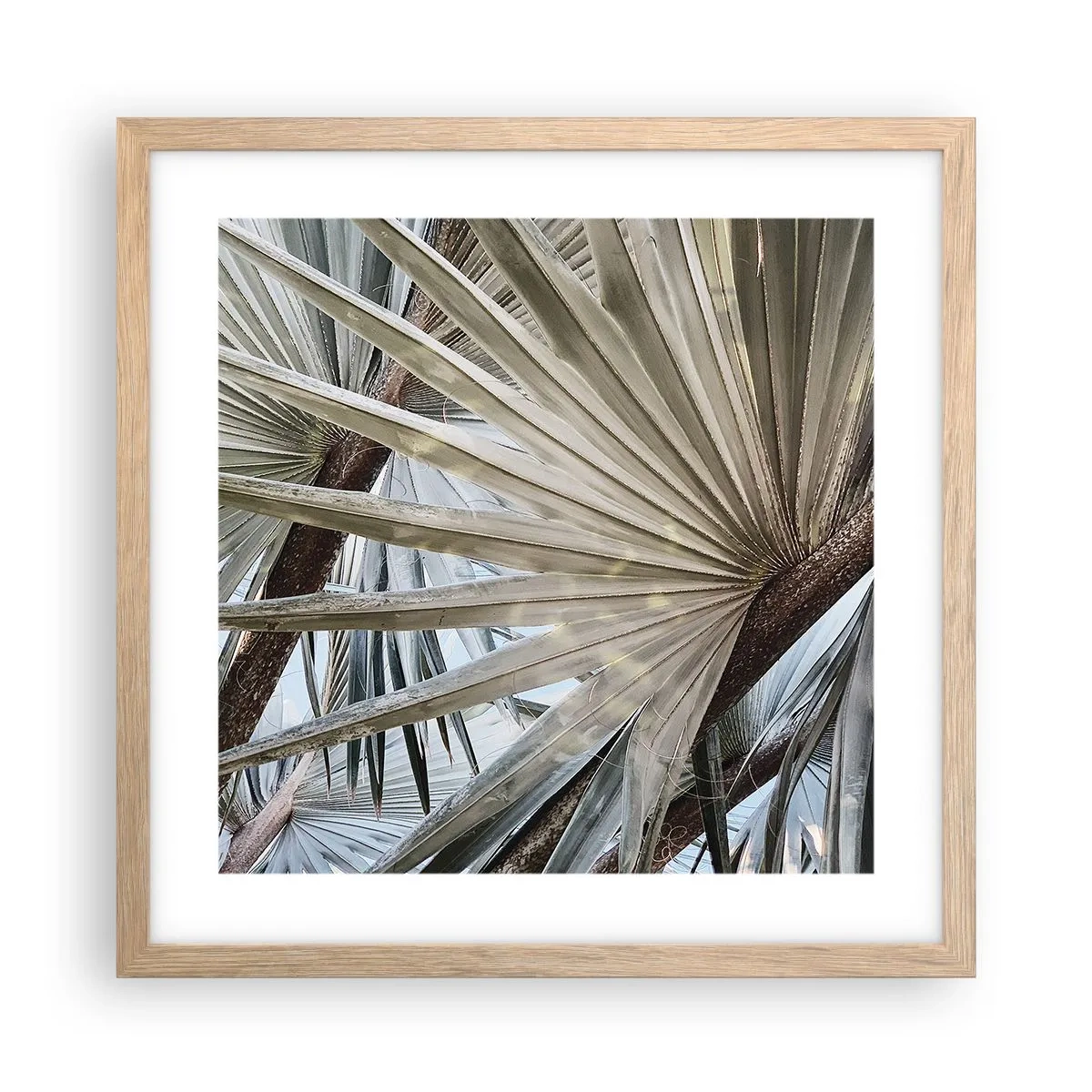 Affisch i ram av ljusek - Solfjädrarna i tropikerna - 40x40 cm