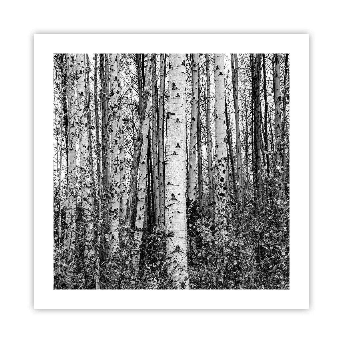 Affisch - Björkpelargång - 50x50 cm