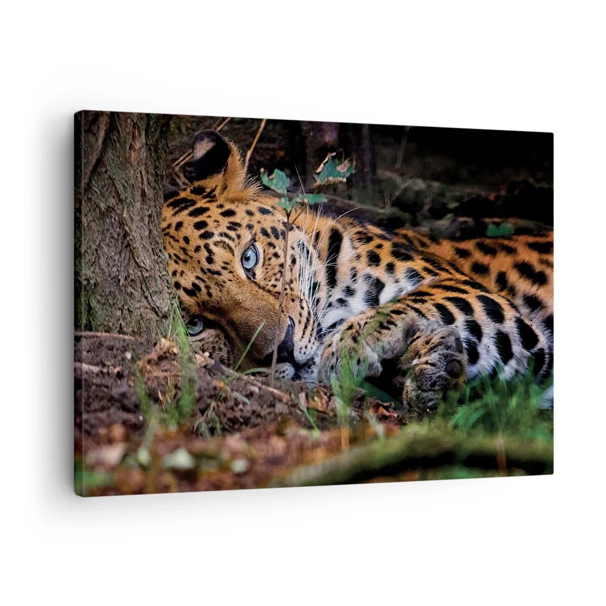 Canvastavla - Bild på duk - En leopard som ligger i skuggan av träd - 70x50cm - Tro mig - Modern väggdekoration för vardagsrum och sovrum ARTTOR