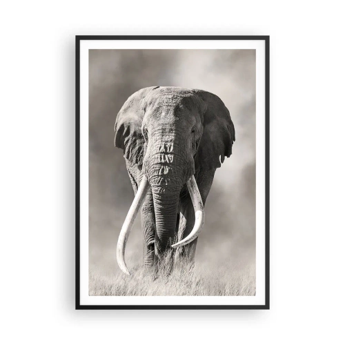Affisch i svart ram - Afrikansk patriark - 70x100 cm