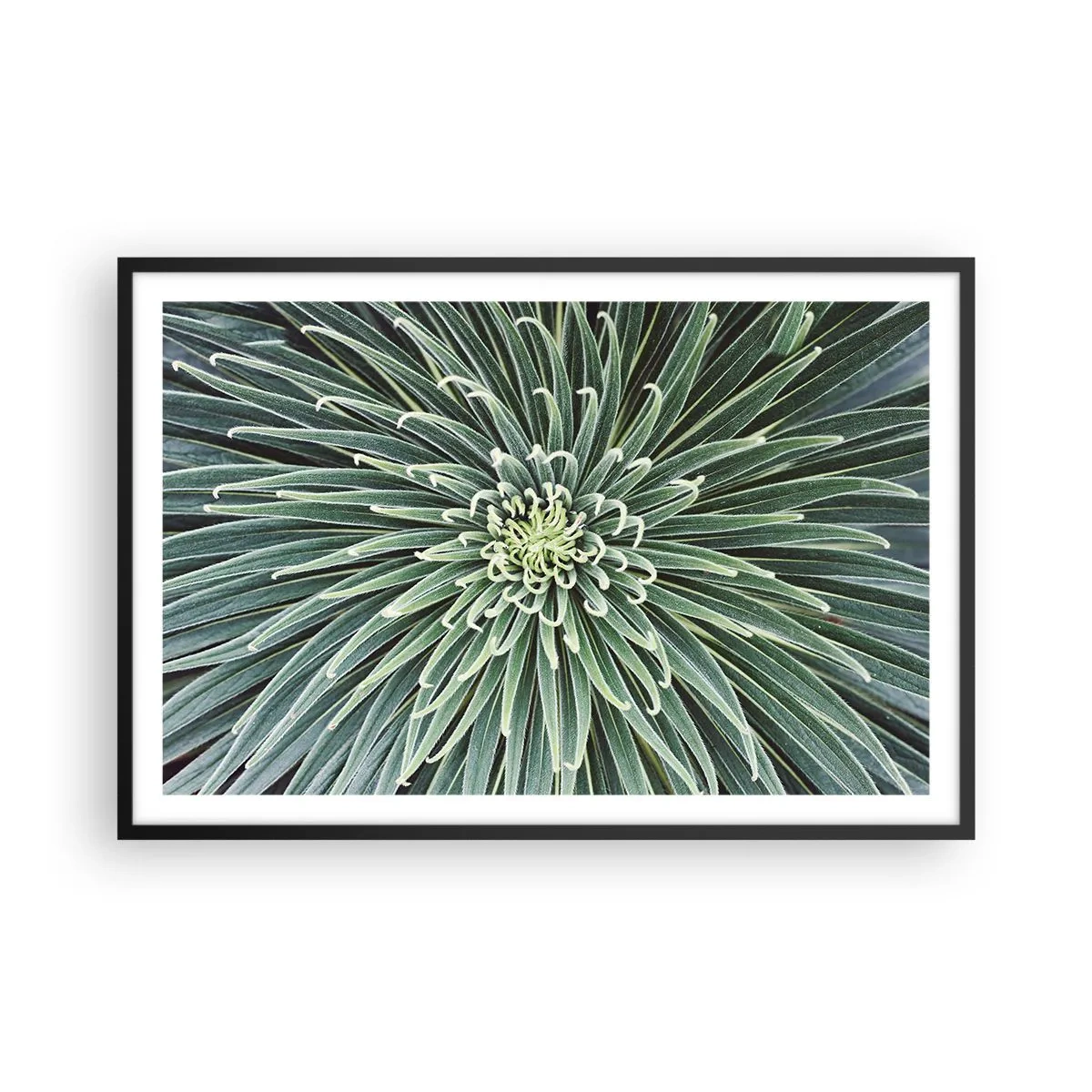 Affisch i svart ram - Stjärna föds - 91x61 cm