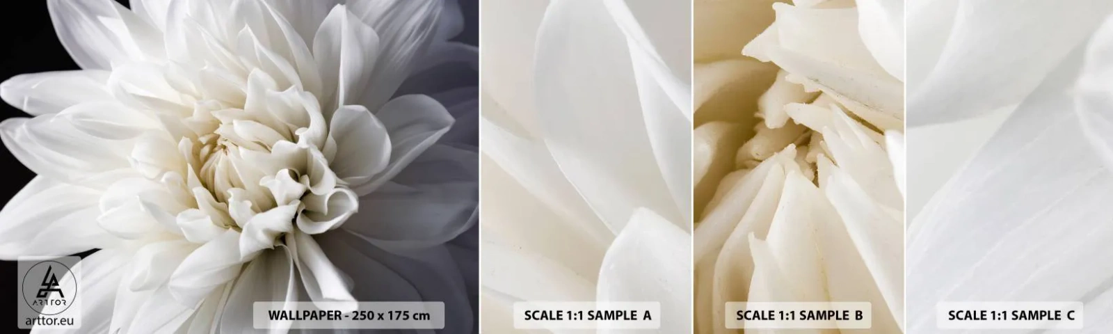 Provbit av självhäftande fototapet Deluxe Sticker - En bruds morgon - Blomma, Dahlia, Natur - 100x30 cm