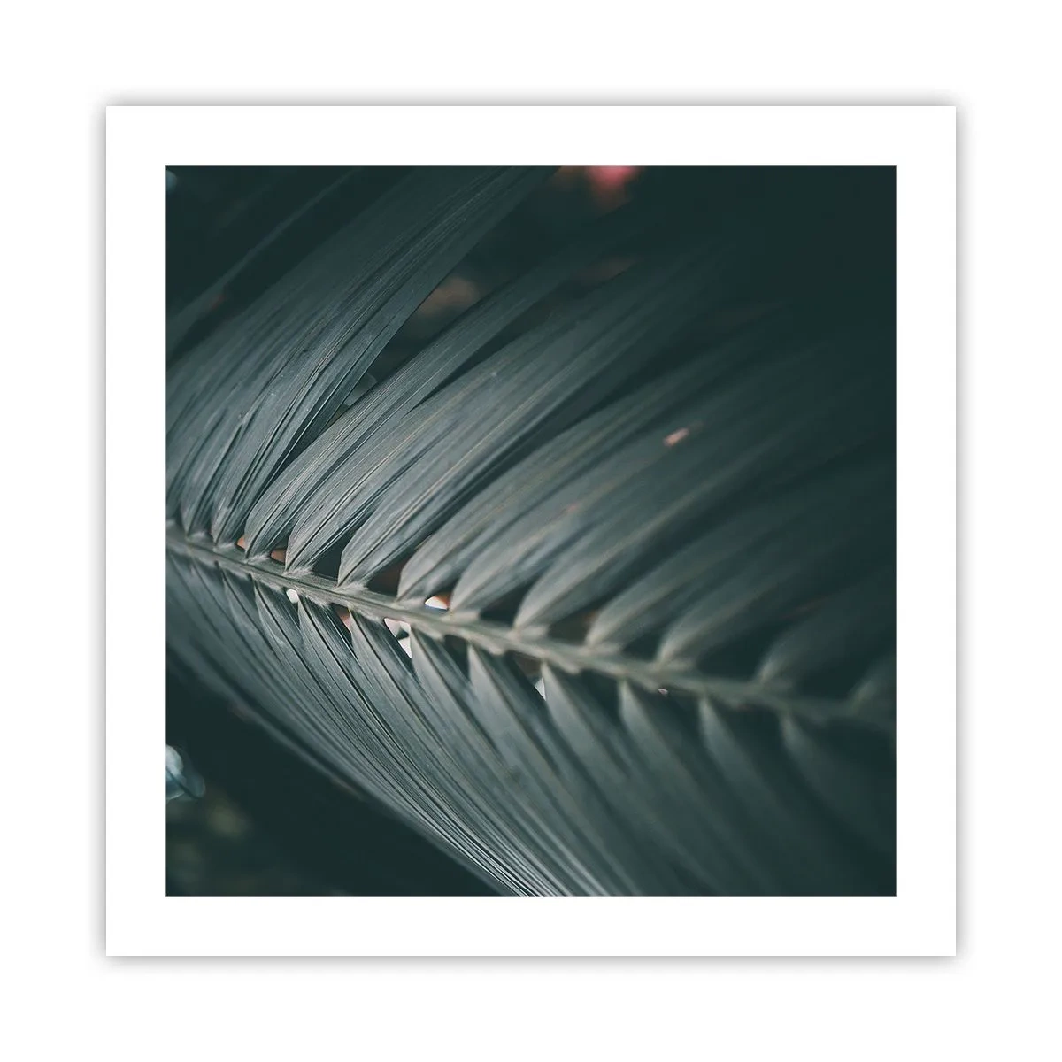 Affisch - Naturens precision - 50x50 cm