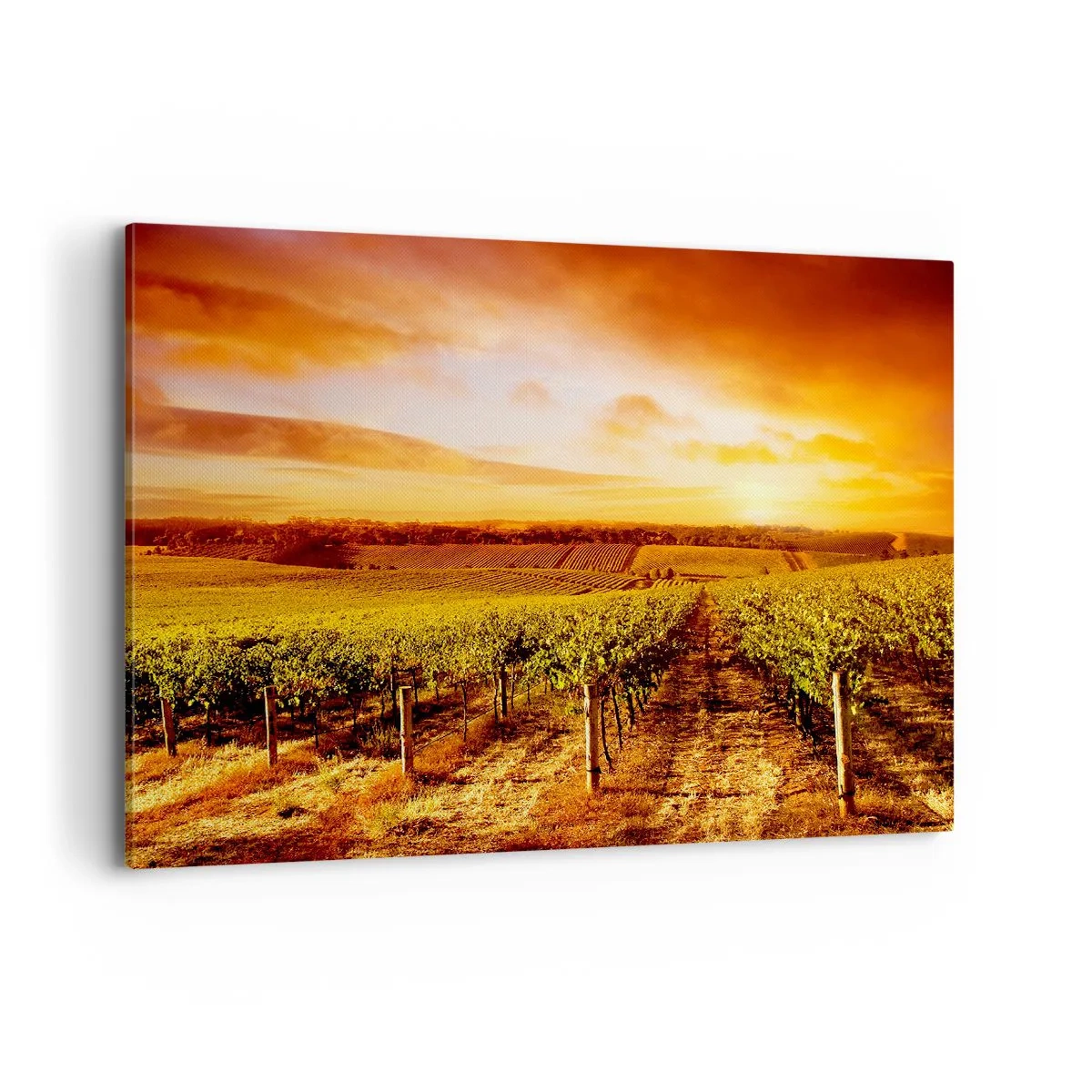 Canvastavla - Bild på duk - Fina druvor med en gnutta sol - 120x80 cm