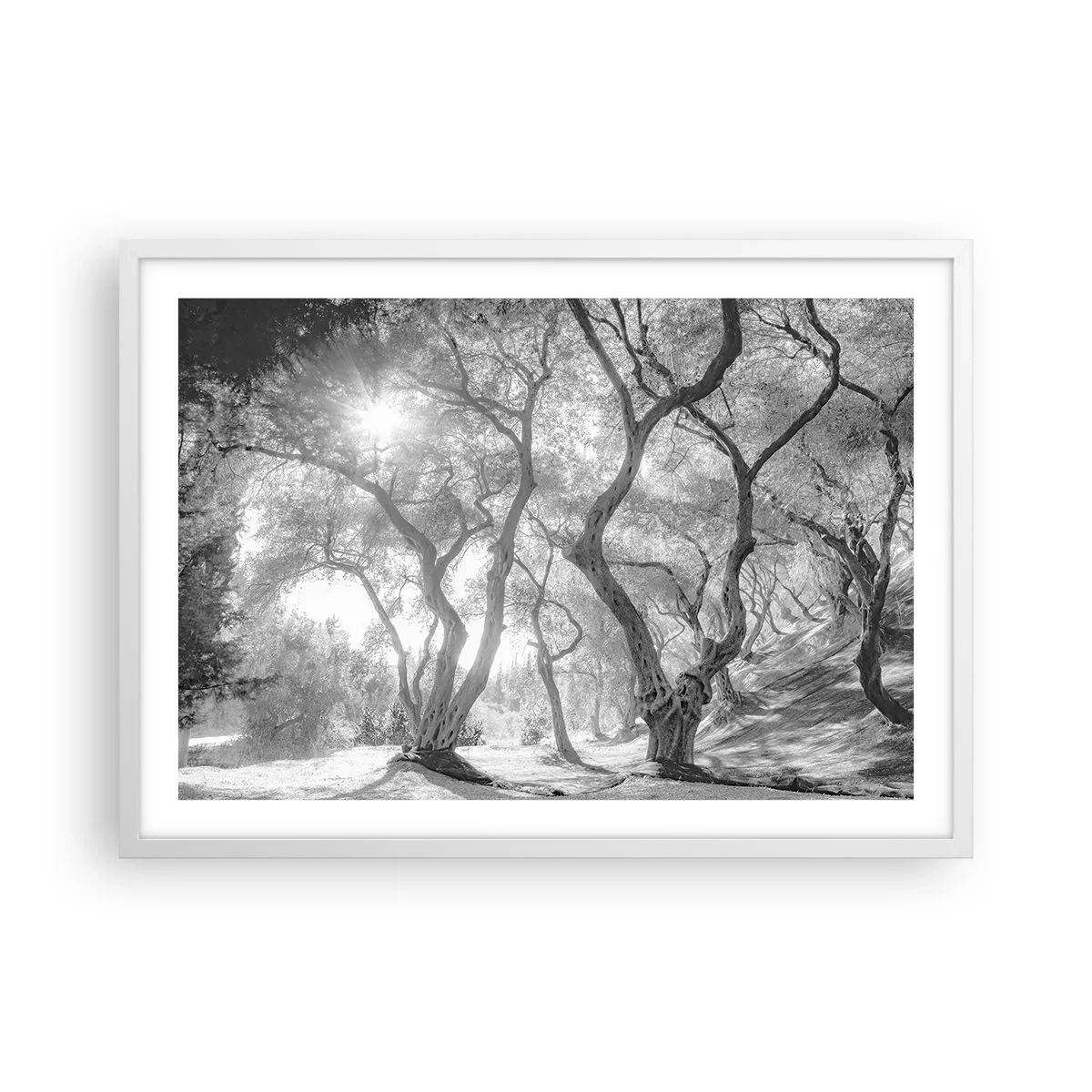 Affisch i vit ram - I en olivlund - 70x50 cm