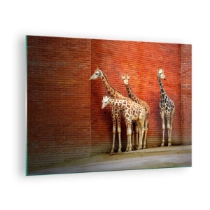 Glastavla - Bild på glas - Giraffer mot en tegelvägg - 70x50cm - Ser ni någon akacia? - Modern väggdekoration för vardagsrum och sovrum ARTTOR