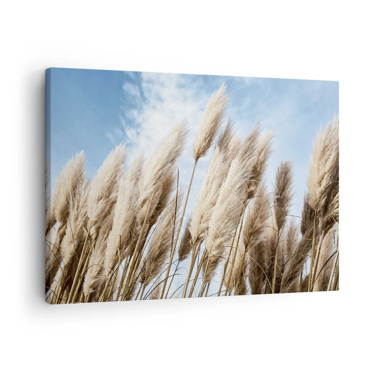 Canvastavla - Bild på duk - Fina pampasgräs mot en blå himmel med lätta moln - 70x50cm - Solig och blåsig smekning - Modern väggdekoration för vardagsrum och sovrum ARTTOR