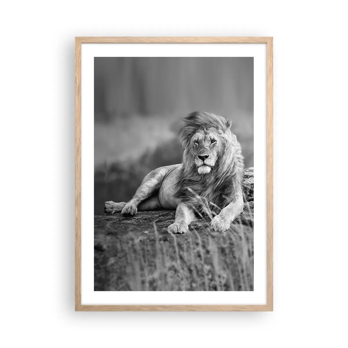 Affisch i ram av ljusek - Kunglig siesta - 50x70 cm