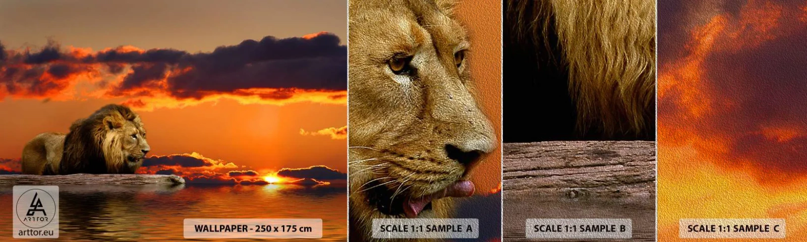 Provbit av fototapet Premium Sand - Naturens kung - Lejon, Solnedgång, Djur - 100x30 cm