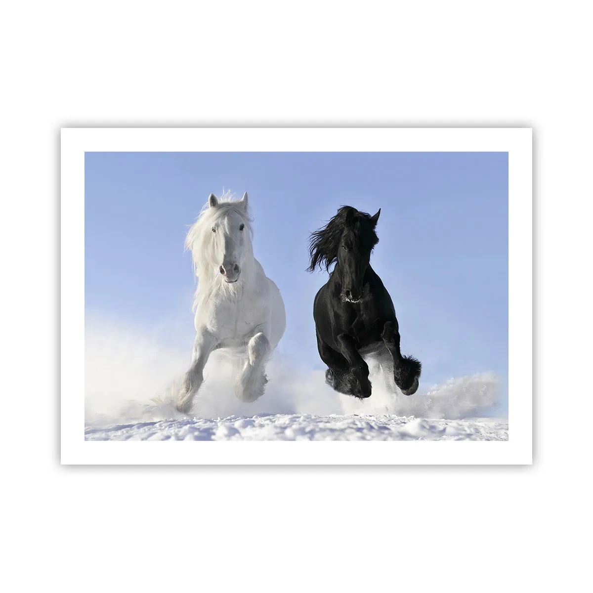 Affisch - Svart-vit galopp - 70x50 cm