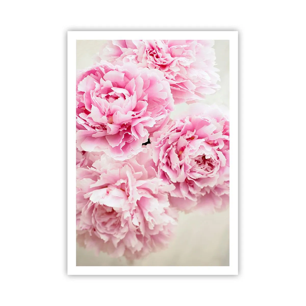 Affisch - Rosa prakt - 70x100 cm