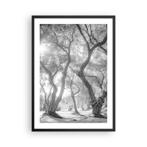 Affisch i svart ram - Svartvitt fotografi av slingrande träd i solljuset - 50x70cm - I en olivlund - Modern väggdekoration för vardagsrum och sovrum ARTTOR
