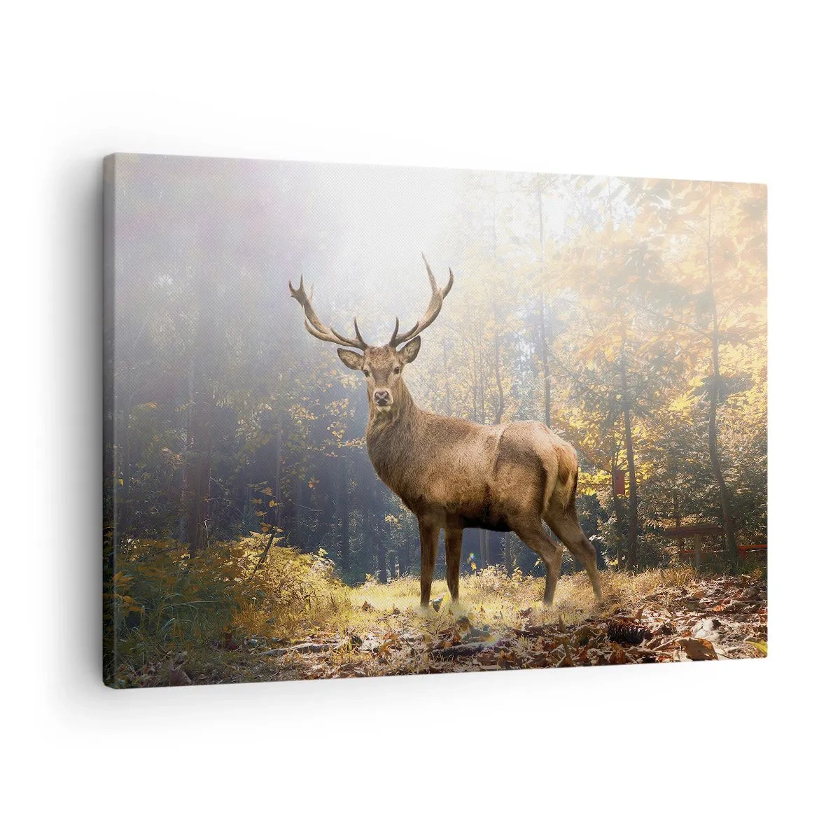 Canvastavla - Bild på duk - Hjort i höstskogen med solstrålar - 70x50cm - I fullt majestät - Modern väggdekoration för vardagsrum och sovrum ARTTOR