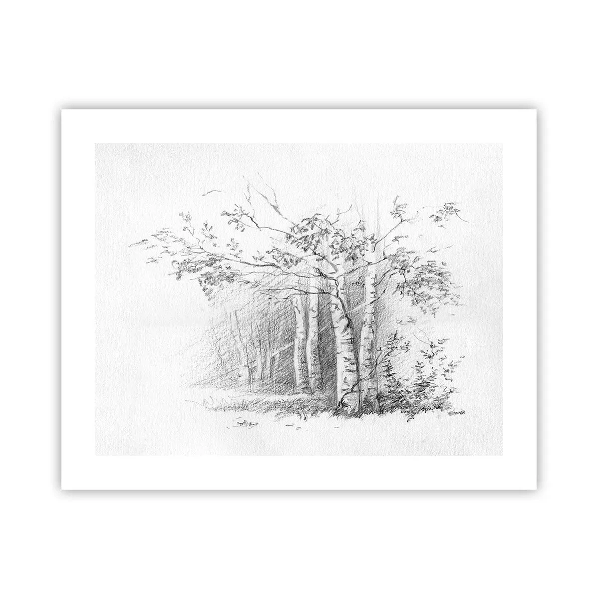 Affisch - Björkskogens ljus - 50x40 cm