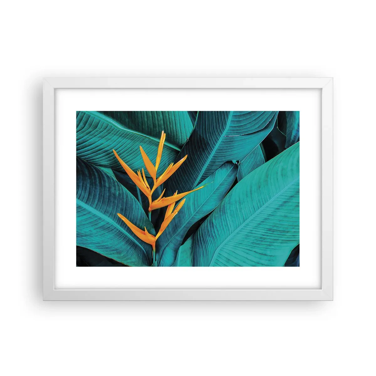 Affisch i vit ram - Edens blomma - 40x30 cm
