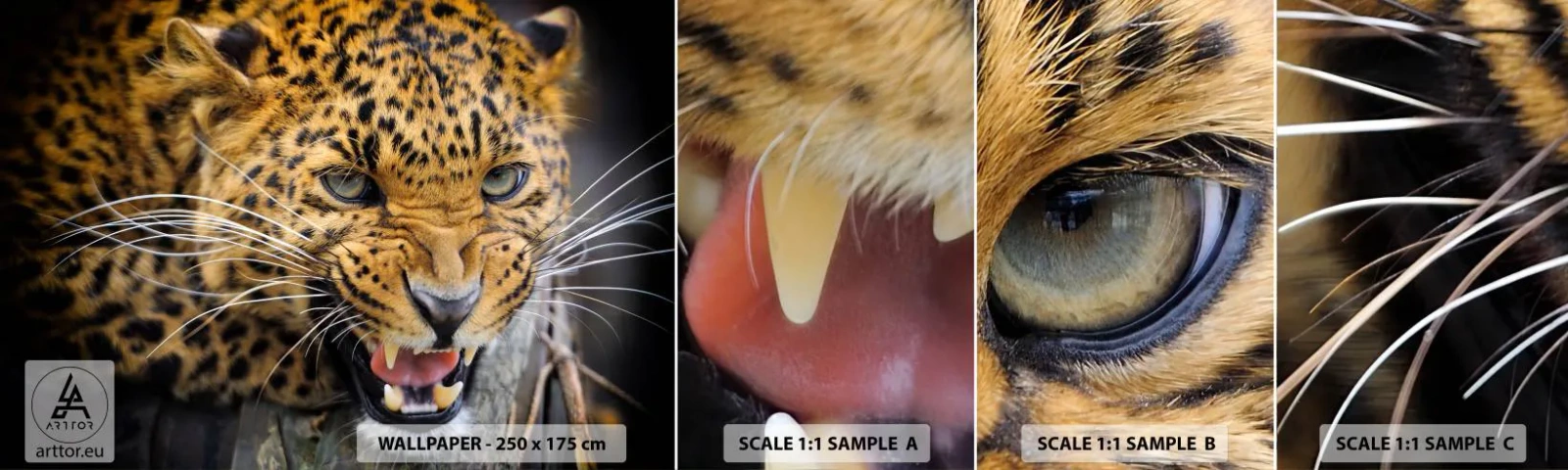 Provbit av självhäftande fototapet Deluxe Sticker - Gå inte fram, jag varnar! - Djur, leopard, Vild katt - 100x30 cm