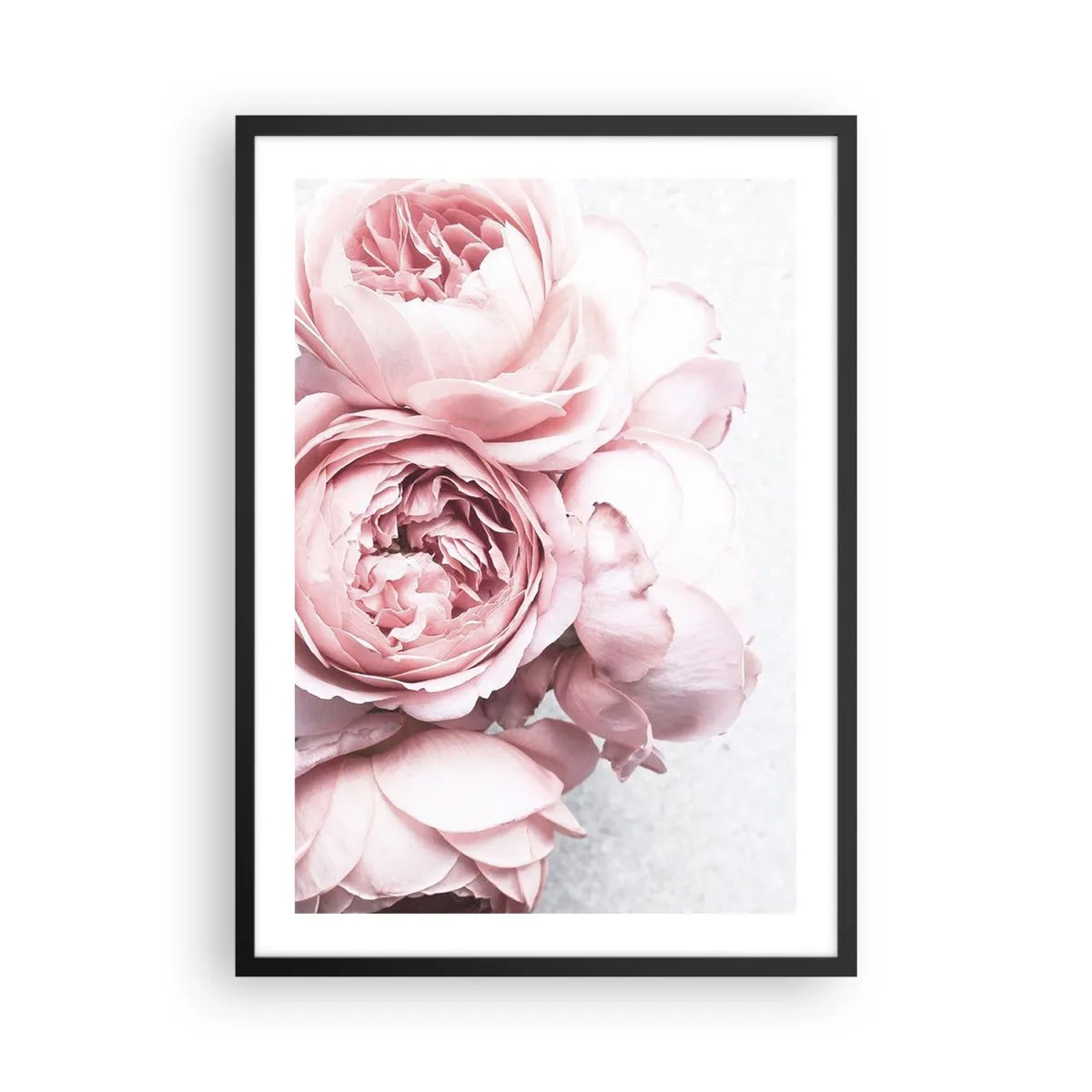 Affisch i svart ram - Närbild av fina rosa pionblommor - 50x70cm - För romantikerna - Modern väggdekoration för vardagsrum och sovrum ARTTOR