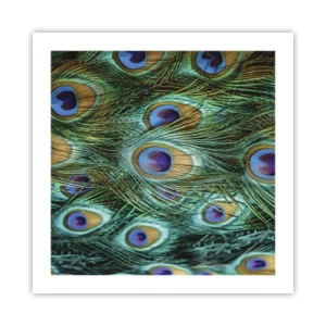 Affisch - Påfågels blick - 50x50 cm