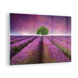 Glastavla - Bild på glas - Ett lavendelfält med ett ensamt träd mot himlen - 70x50cm - På lavendelåkrarna - Modern väggdekoration för vardagsrum och sovrum ARTTOR