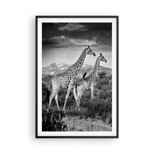 Affisch i svart ram - Högre klasser i Afrika - 61x91 cm