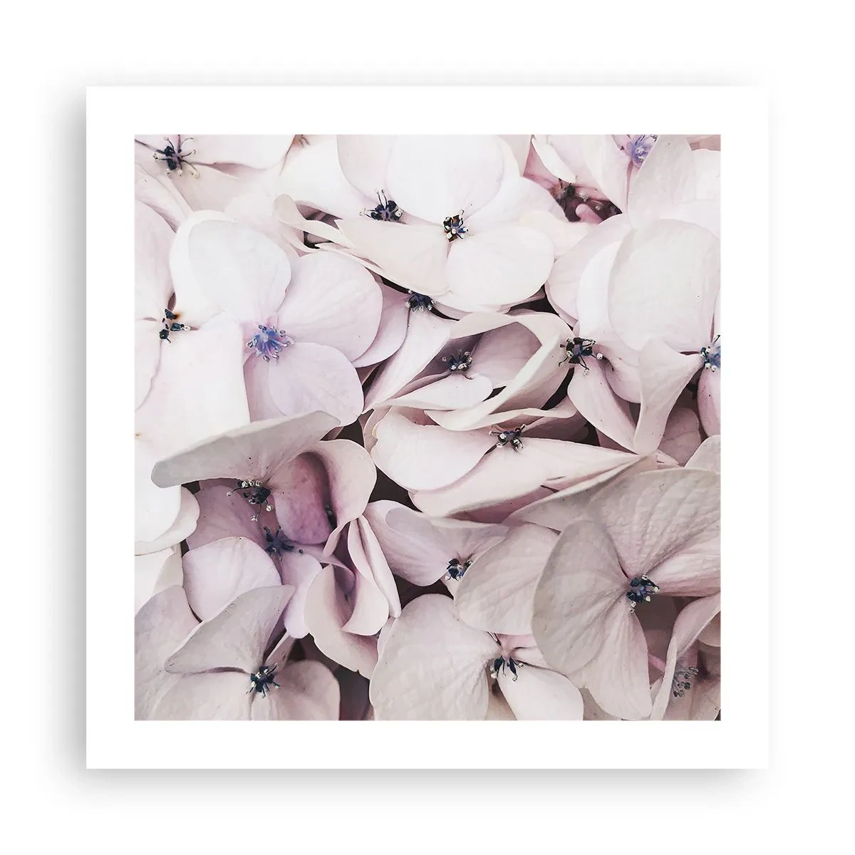 Affisch - I en flod av blommor - 50x50 cm