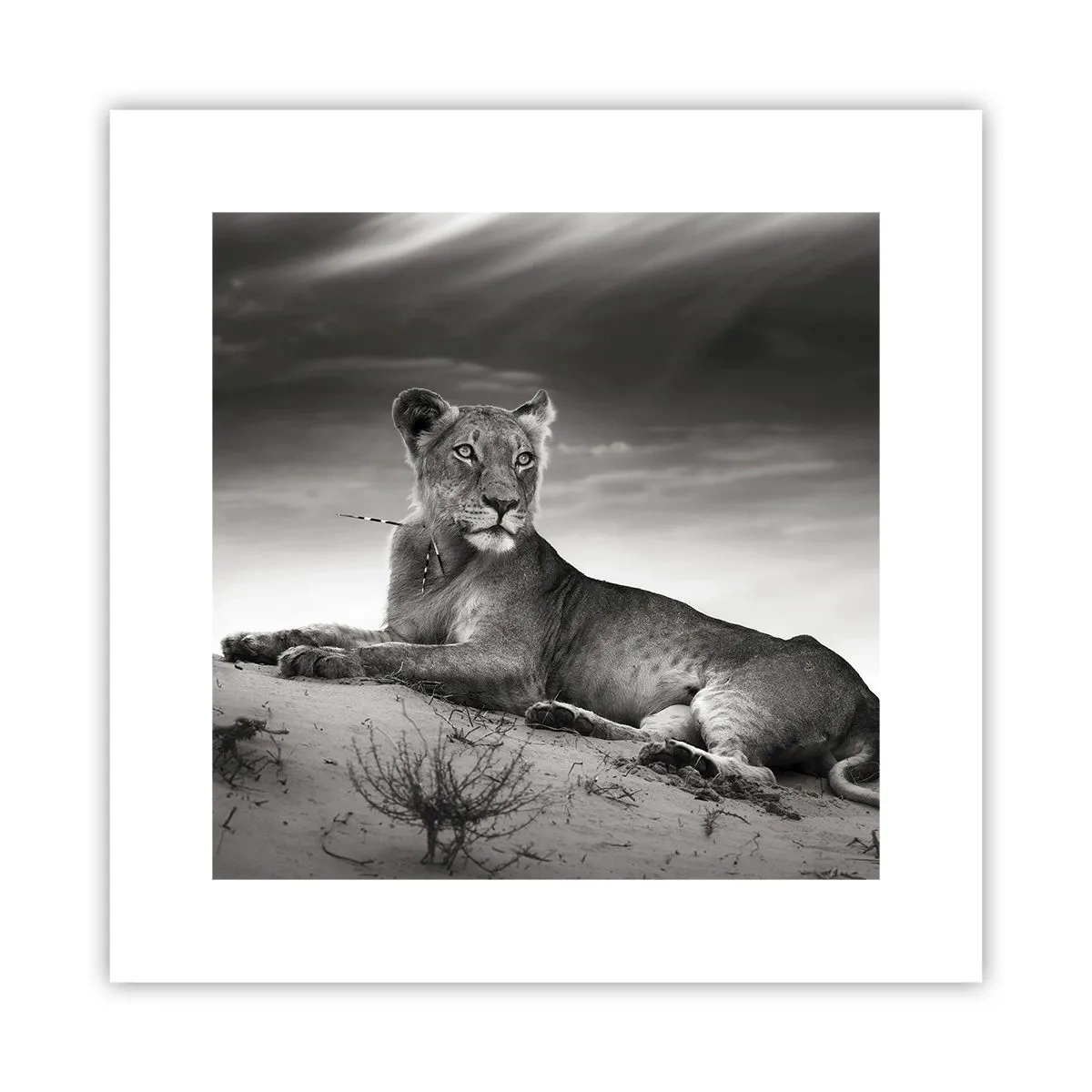 Affisch - Öknens drottnings vila - 30x30 cm