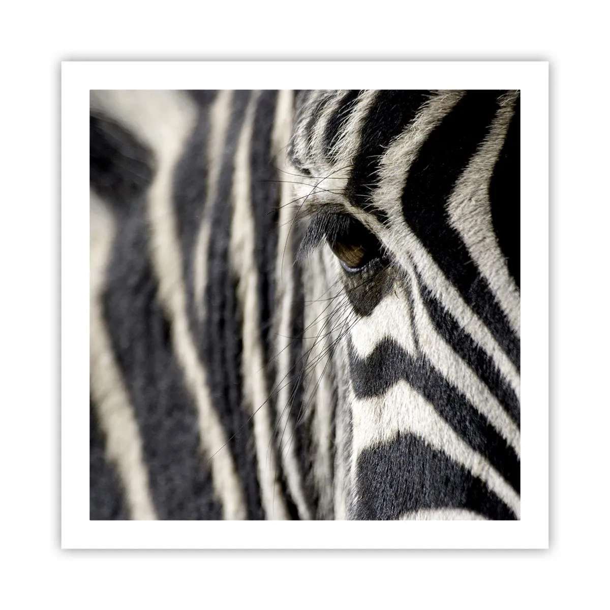 Affisch - Randig porträtt - 60x60 cm