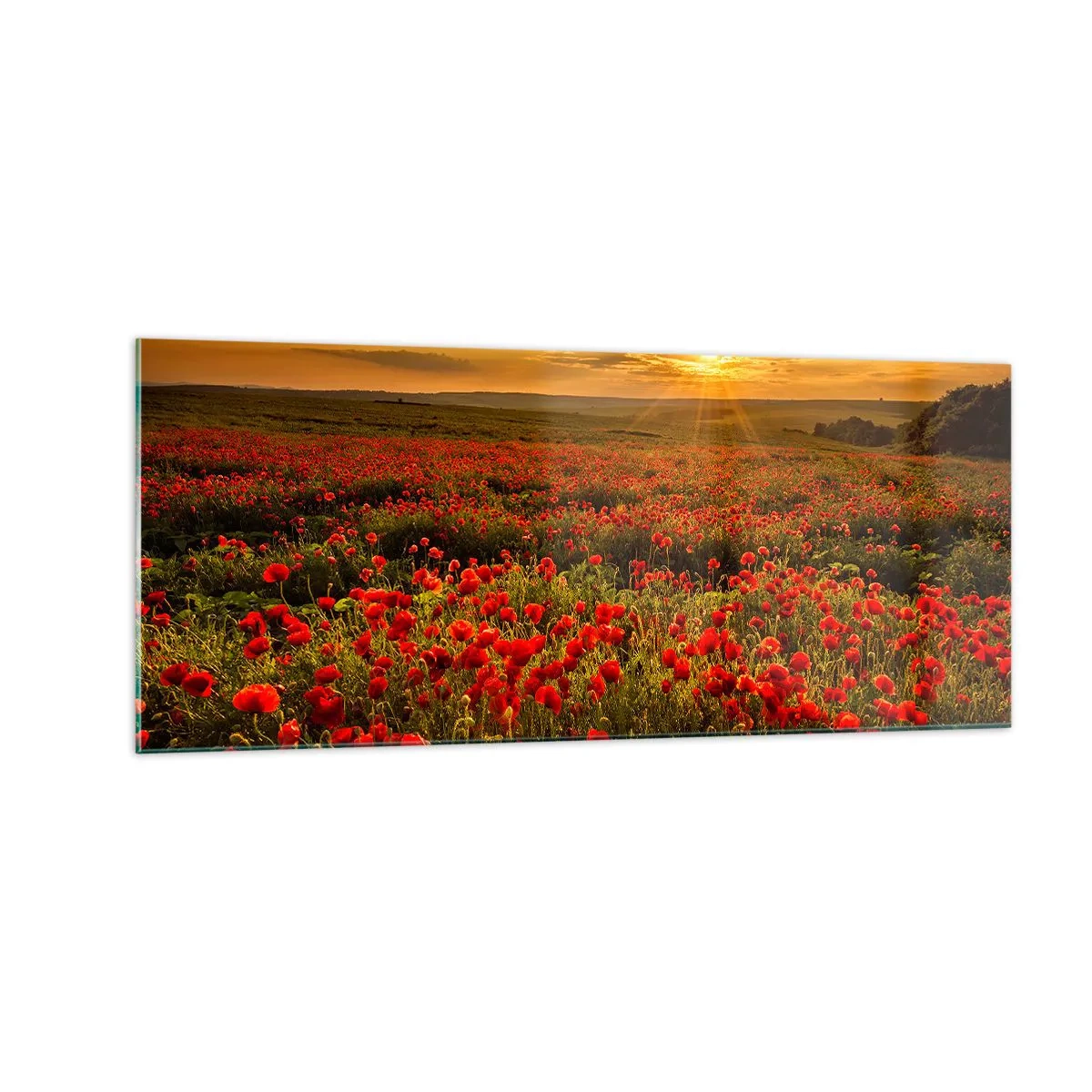 Glastavla - Bild på glas - Bland brusande ängars vågor, bland blommornas flod - 100x40 cm