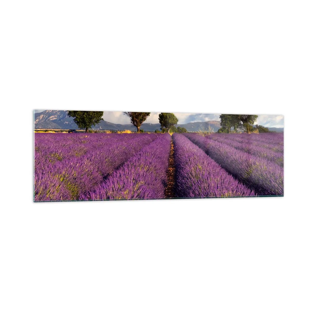 Glastavla - Bild på glas - Lavendelrader - 160x50 cm