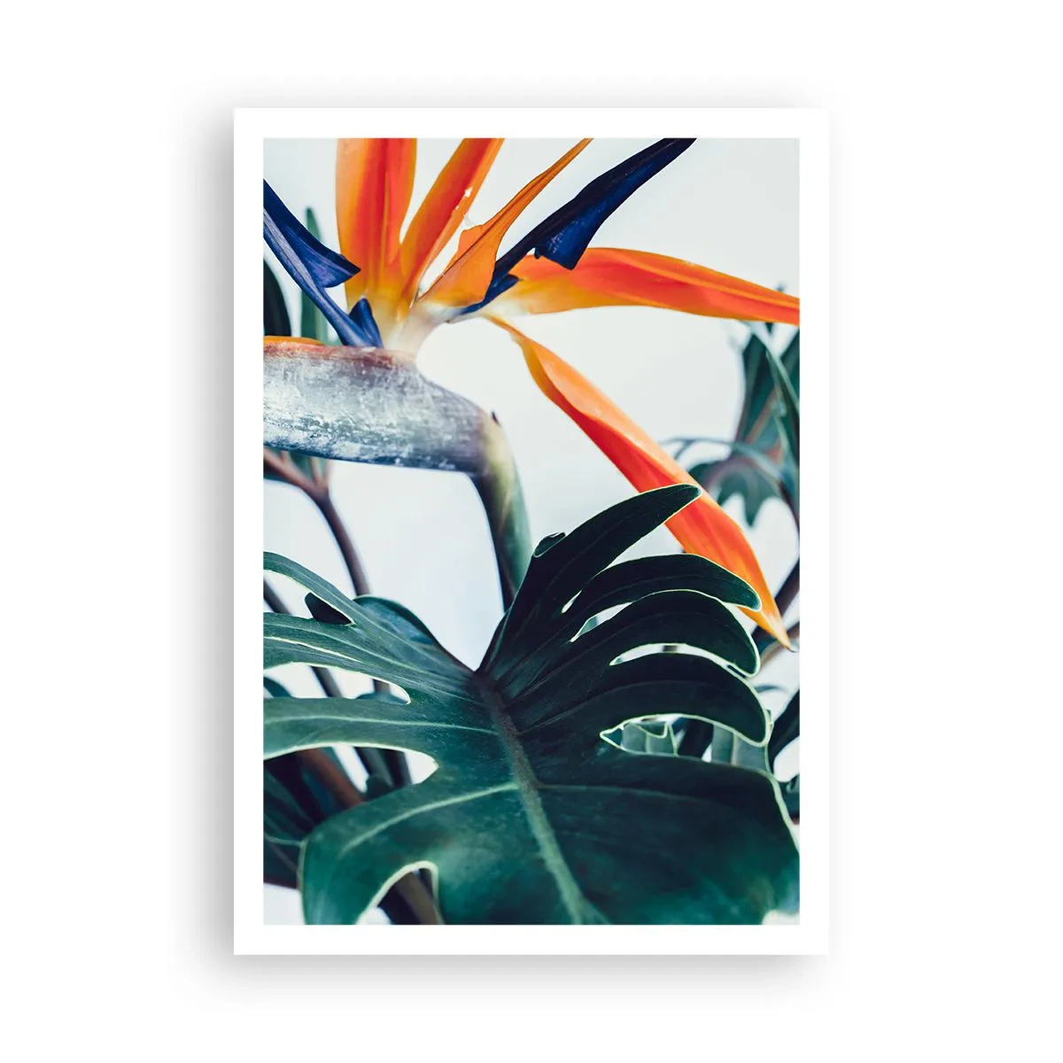 Affisch - Fågelbuske - 70x100 cm
