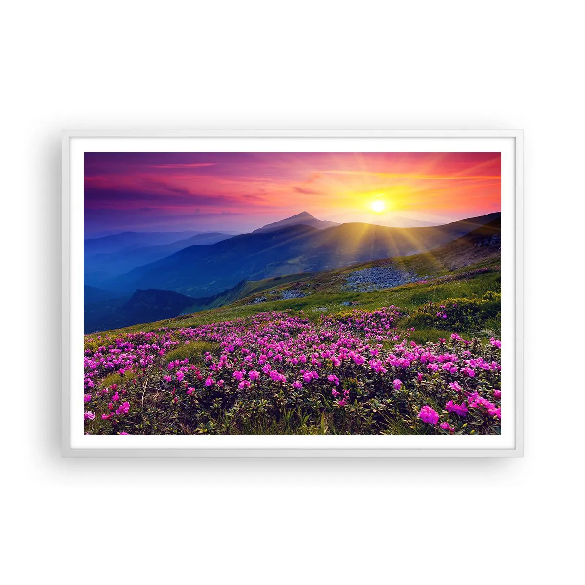 Affisch i vit ram - … Bergtallen doftar och örterna luktar runt omkring - 100x70 cm