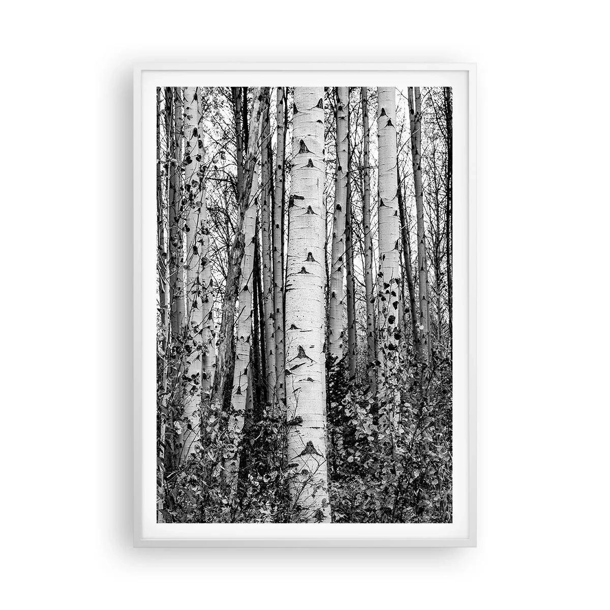 Affisch i vit ram - Björkpelargång - 70x100 cm