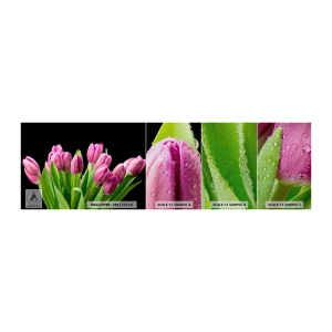 Provbit av fototapet Premium Canvas - Vårens lila glädje - Blommor, Tulpaner, Blombukett - 100x30 cm