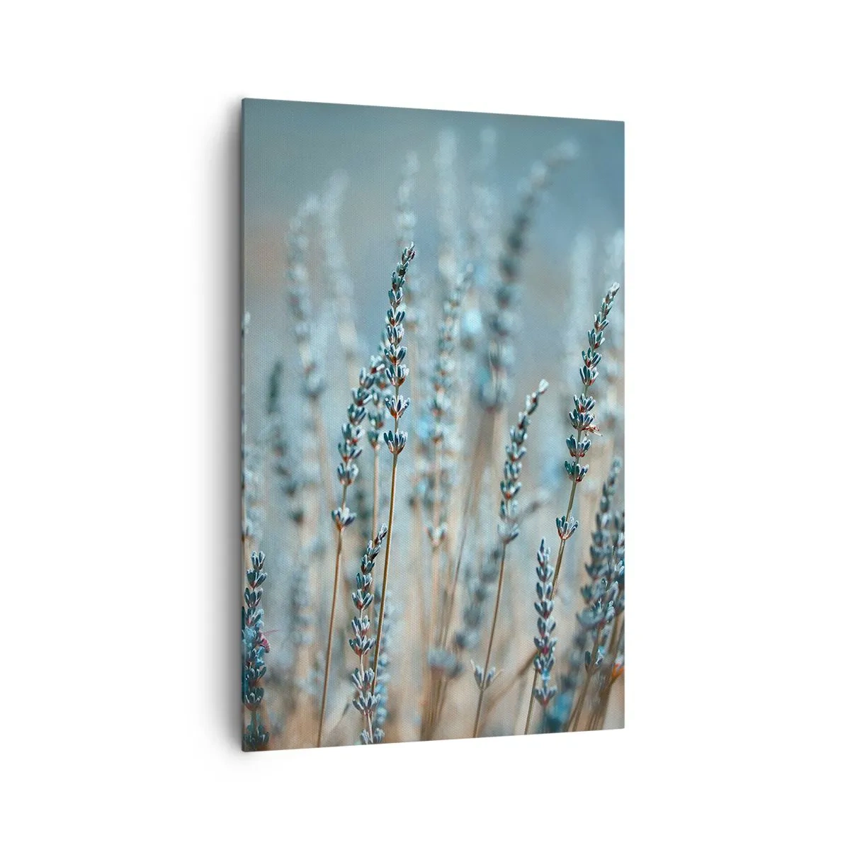 Canvastavla - Bild på duk - Doftande åkermark - 80x120 cm