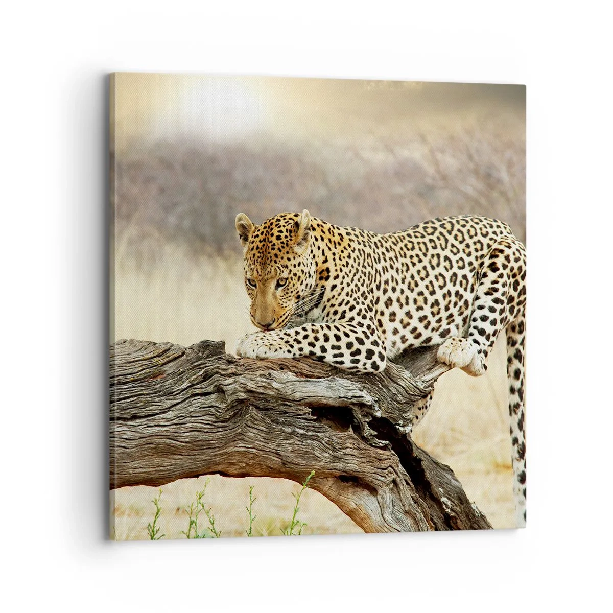 Canvastavla - Bild på duk - Jag går min egen väg - 70x70 cm