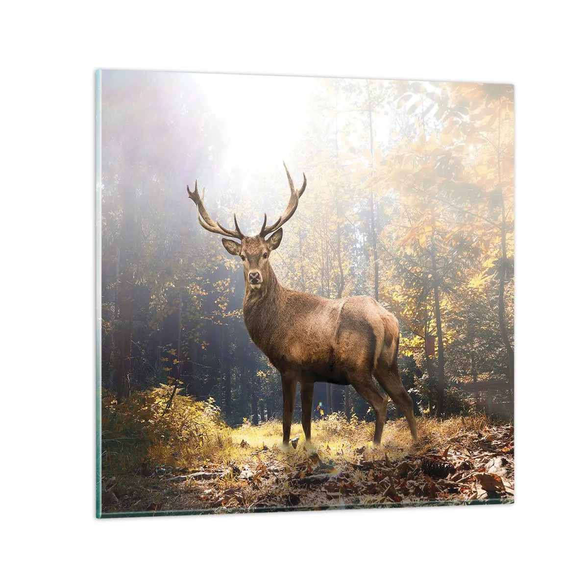 Glastavla - Bild på glas - I fullt majestät - 50x50 cm