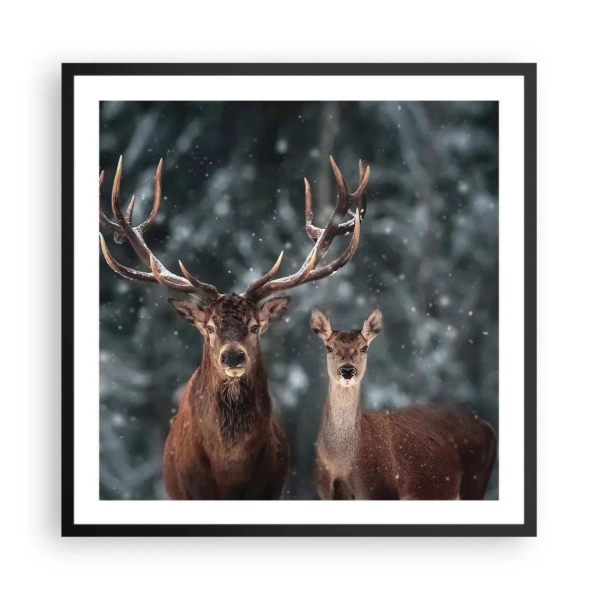 Affisch i svart ram - Skogens herre med hustrun - 60x60 cm