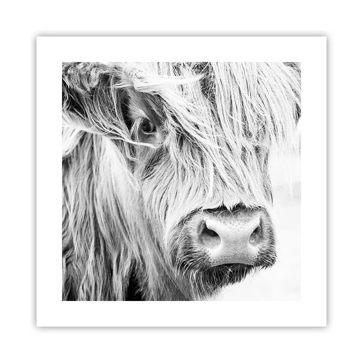 Affisch - Skotsk vildhet - 40x40 cm