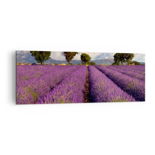 Canvastavla - Bild på duk - Lavendelrader - 140x50 cm