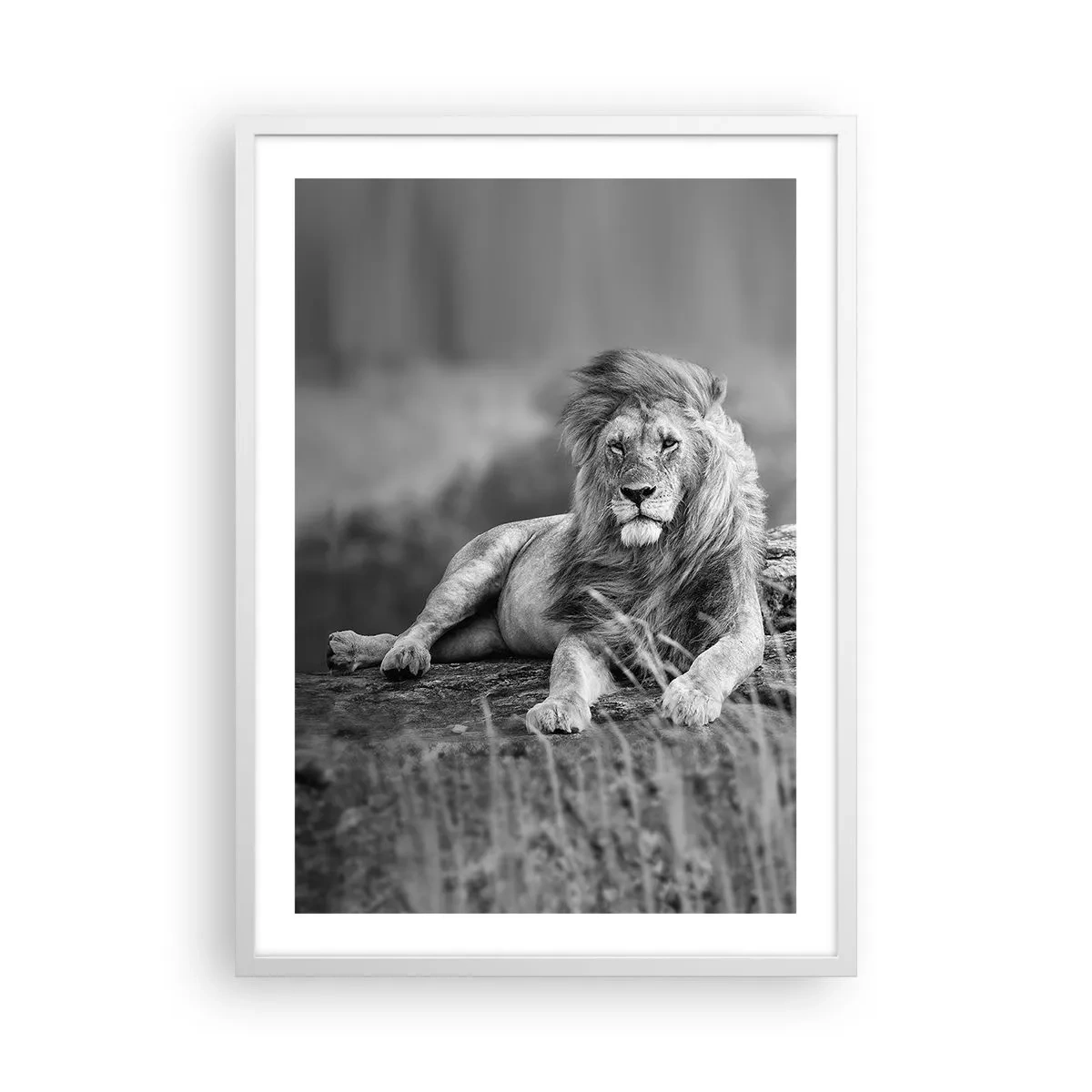 Affisch i vit ram - Kunglig siesta - 50x70 cm