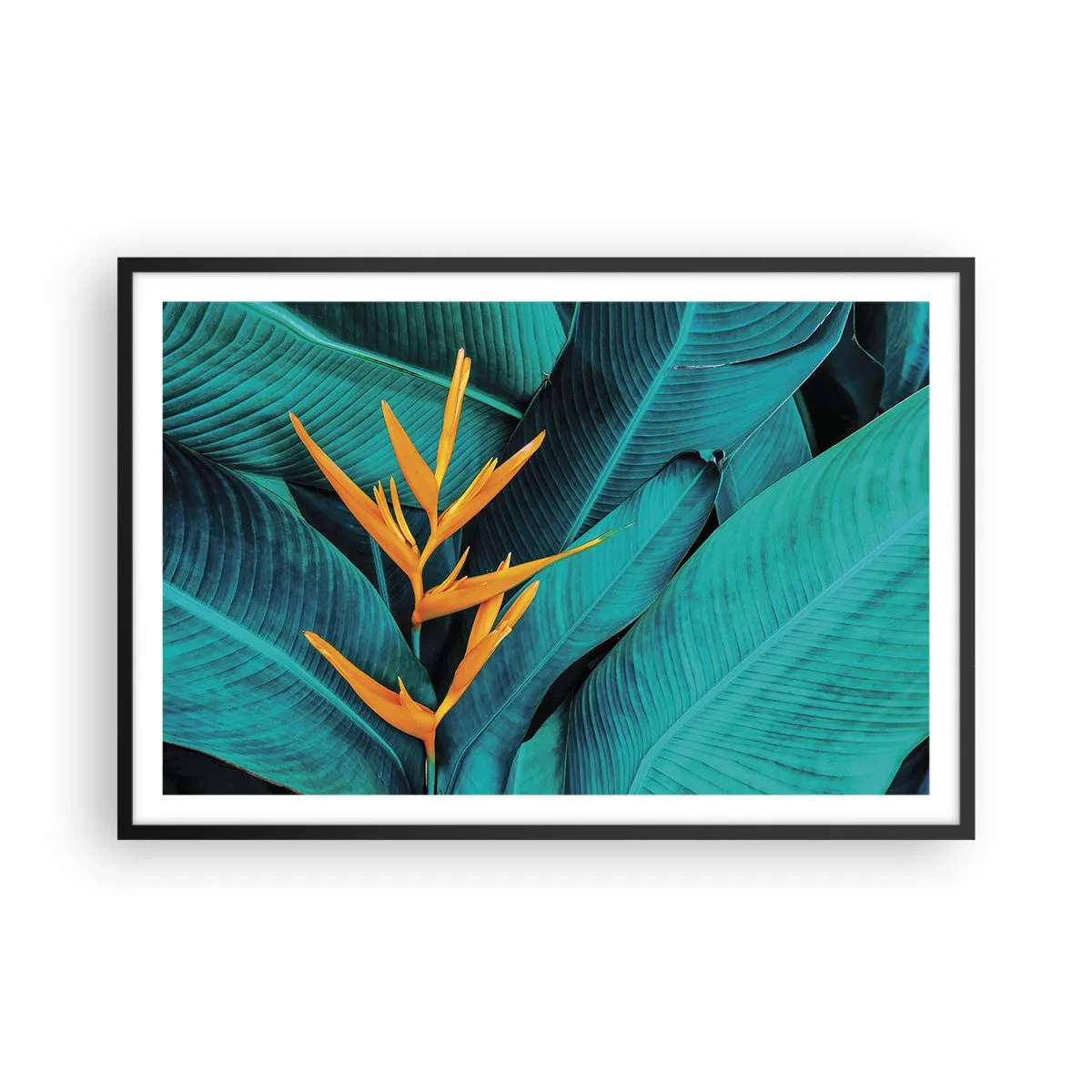 Affisch i svart ram - Edens blomma - 91x61 cm
