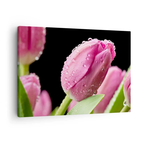 Canvastavla - Bild på duk - Rosa tulpan med vattendroppar på svart bakgrund - 70x50cm - Lila sömn i daggen - Modern väggdekoration för vardagsrum och sovrum ARTTOR