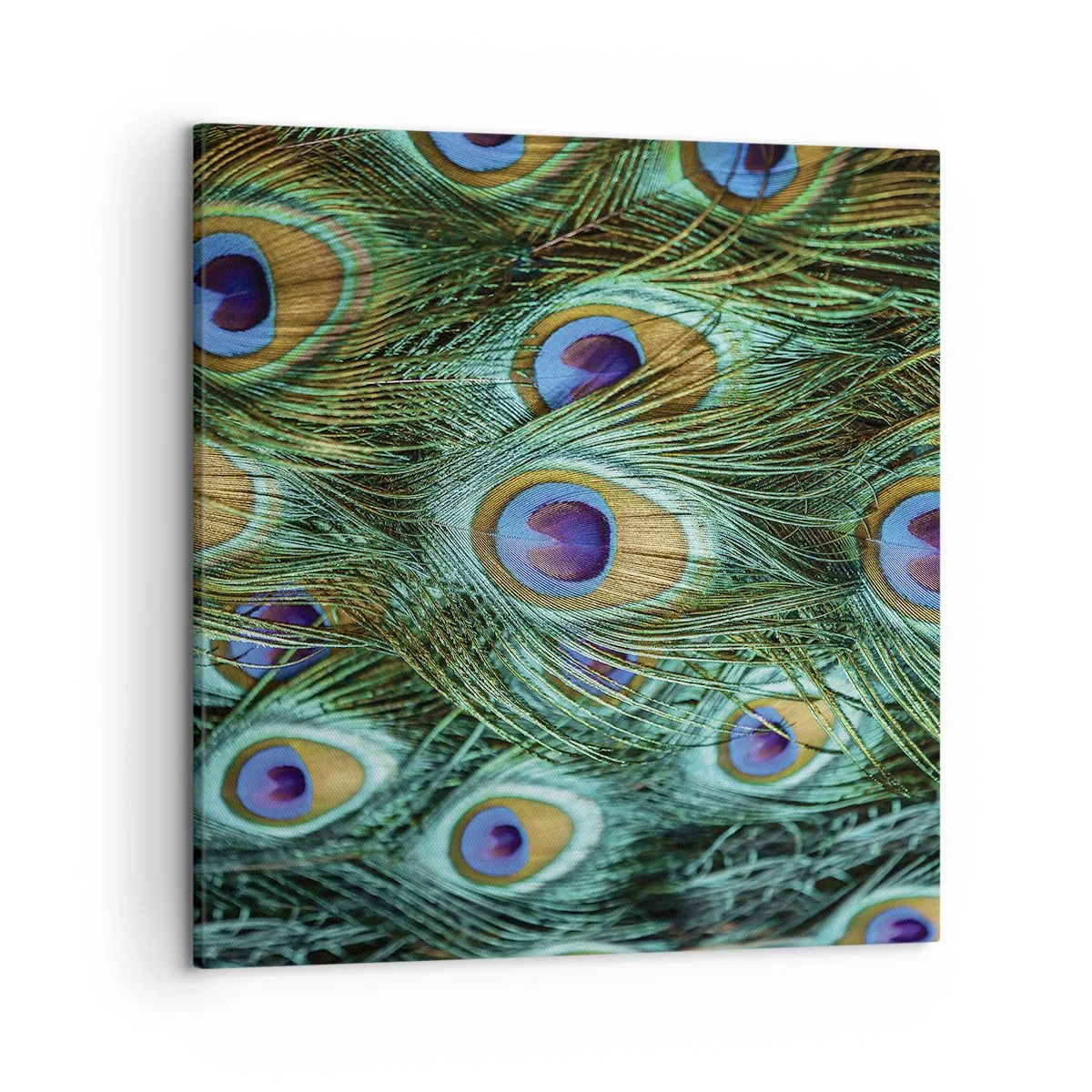 Canvastavla - Bild på duk - Påfågels blick - 50x50 cm