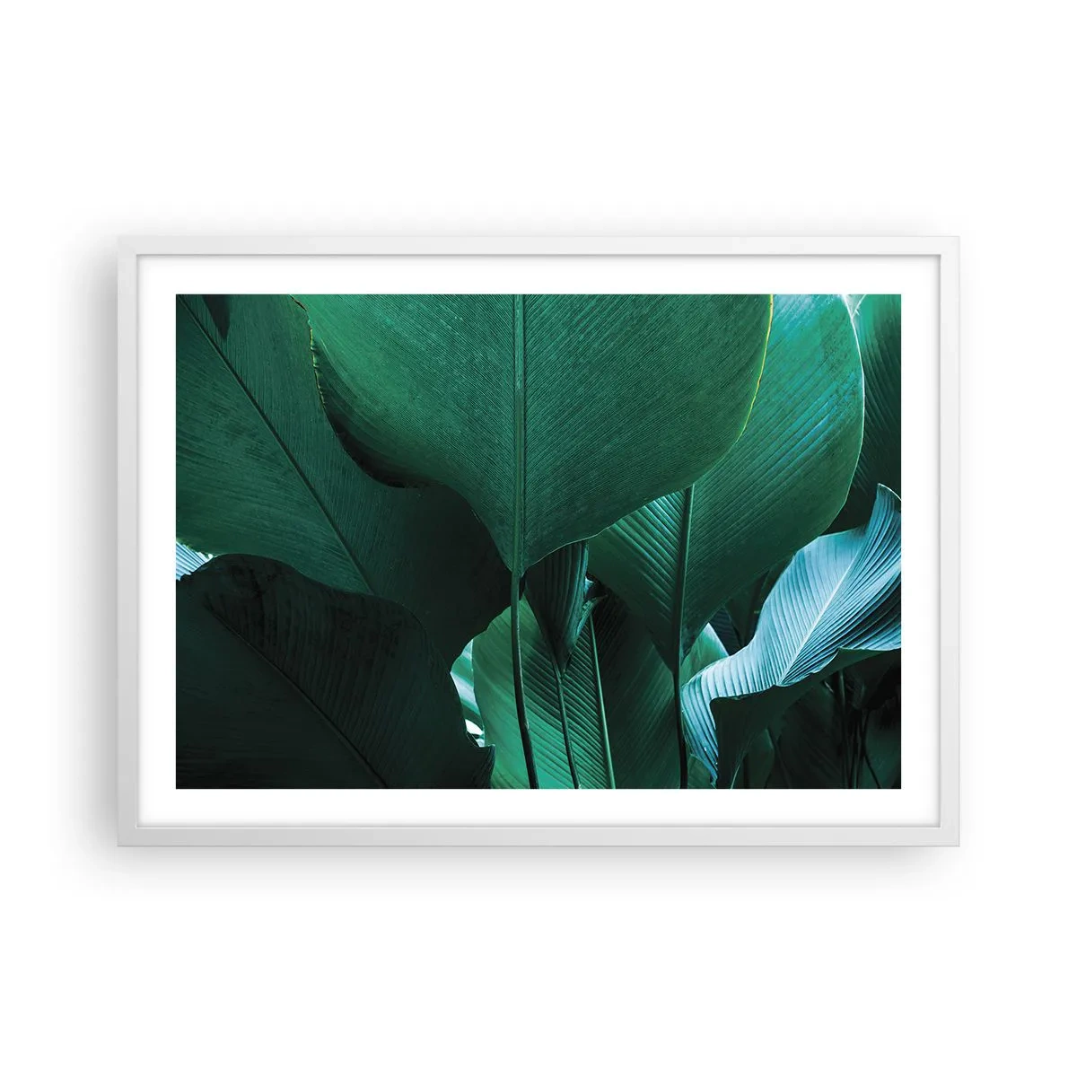 Affisch i vit ram - Vända mot ljuset - 70x50 cm