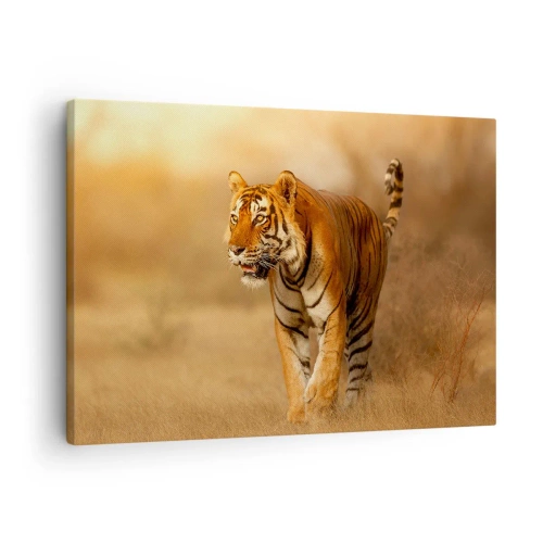 Canvastavla - Bild på duk - En tiger som går genom savannen i varma färger - 70x50cm - Före attack - Modern väggdekoration för vardagsrum och sovrum ARTTOR
