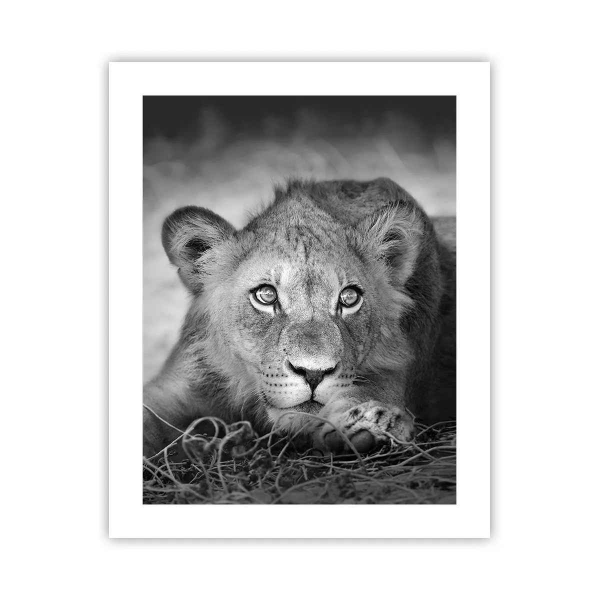 Affisch - Kunglig valp - 40x50 cm